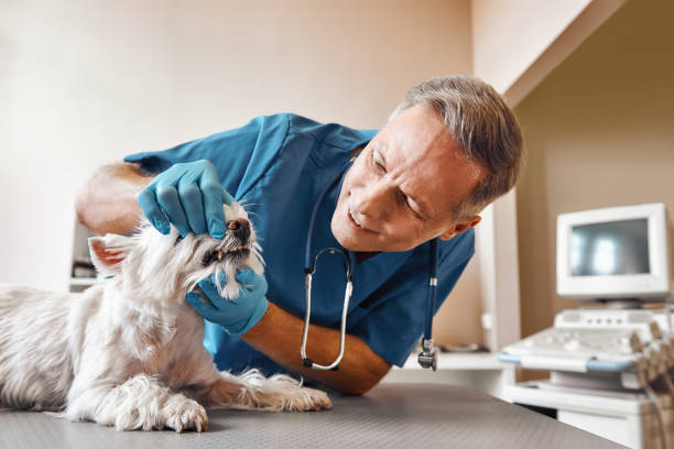  Zephyrhills North, FL Emergency Dentist Pros